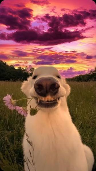 Funniest Dog Moments