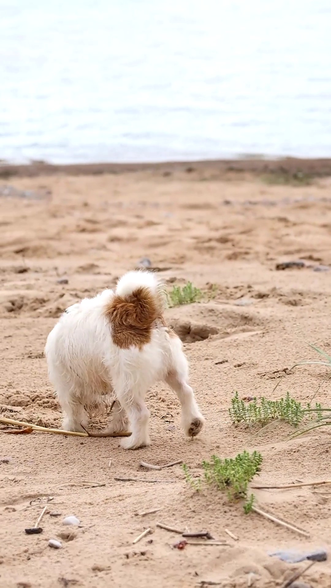 Dog eating weeds stock video