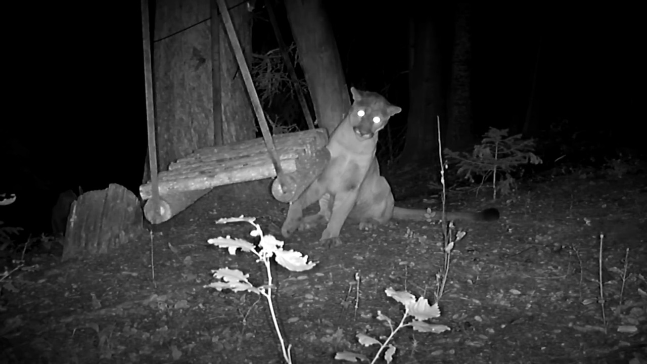 Mountain lion pushes swing and discovers physics.